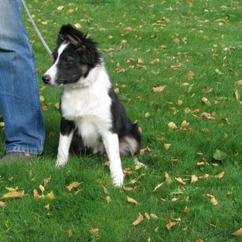 Bonny Doone Kennel - Pet Sitting Near Me - Napa, California Bonny Doone Kennel - Pet Sitting Near Me - Napa, California