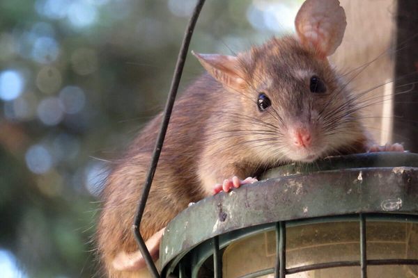 Rodent Proofing - No one wants rats. In addition to being messy, rats carry diseases and can contaminate your food. Unfortunately, rats are common to the San Francisco Bay Area; and even the most diligent homeowner may find themselves dealing with a rat infestation. If you suspect you have rats or mice, you should contact our experienced rat control experts right away. Rats reproduce quickly, and you want them removed from your home as soon as possible. Productive Rodent Proofing is committed to the safety of our customers. We offer reliable services from trustworthy technicians. Our goal is to help you get rid of your pest problem so that you can be comfortable in your home again. Call or Text today to schedule your Free Inspection! Rodent Proofing - No one wants rats. In addition to being messy, rats carry diseases and can contaminate your food. Unfortunately, rats are common to the San Francisco Bay Area; and even the most diligent homeowner may find themselves dealing with a rat infestation. If you suspect you have rats or mice, you should contact our experienced rat control experts right away. Rats reproduce quickly, and you want them removed from your home as soon as possible. Productive Rodent Proofing is committed to the safety of our customers. We offer reliable services from trustworthy technicians. Our goal is to help you get rid of your pest problem so that you can be comfortable in your home again. Call or Text today to schedule your Free Inspection!