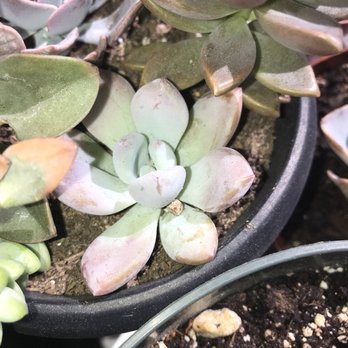 Rancho Vista Cacti & Succulent - Nurseries & Gardening Near Me - Vista, California Rancho Vista Cacti & Succulent - Nurseries & Gardening Near Me - Vista, California