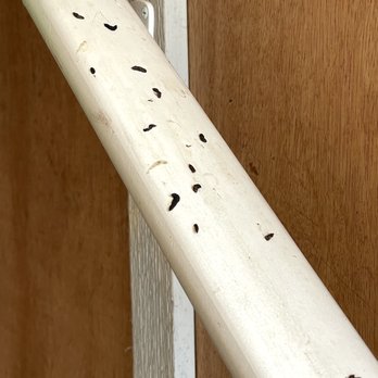 Cascade Mountain Rentals - Stairway railing (connecting bedroom to living area/bathroom) Using the bathroom at night required walking over feces. - Guest Houses Near Me - Seattle, Washington Cascade Mountain Rentals - Stairway railing (connecting bedroom to living area/bathroom) Using the bathroom at night required walking over feces. - Guest Houses Near Me - Seattle, Washington