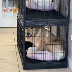 A Labor of Love Dog Grooming Salon
