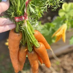 Joe’s Farm - Organic carrots plus Squash to plant! Always a delight to stop in @ Joes!