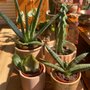Photo of Paper Crane Botanicals