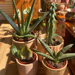 Paper Crane Botanicals