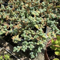 Arny's Garden