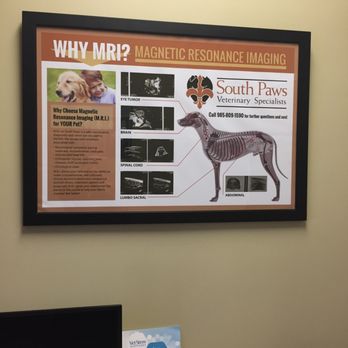 South Paws Veterinary Surgical Specialists - Veterinarians Near Me - Mandeville, Louisiana South Paws Veterinary Surgical Specialists - Veterinarians Near Me - Mandeville, Louisiana