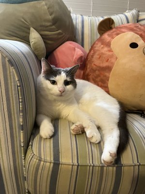 SPCA of Wake County by null