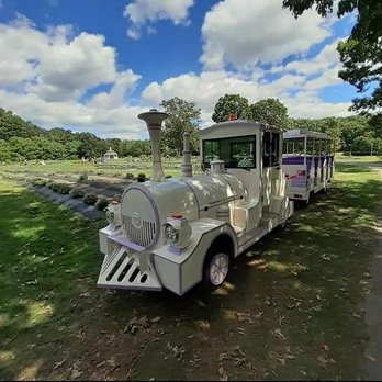 Lavender Pond Farm - The train at Lavender pond farm - Flowers & Gifts Near Me - Killingworth, Connecticut Lavender Pond Farm - The train at Lavender pond farm - Flowers & Gifts Near Me - Killingworth, Connecticut
