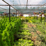 Photo of Fort Pond Native Plants