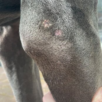 Animal Medical Center-Starkville - 2 sores on elbow - Veterinarians Near Me - Starkville, Mississippi Animal Medical Center-Starkville - 2 sores on elbow - Veterinarians Near Me - Starkville, Mississippi