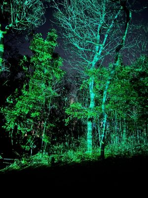 teamLab Botanical Garden Osaka by null