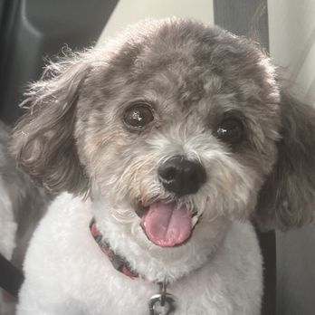 ABA Grooming Studio - Post - Groom! Can you believe he's almost 13! Thank you ABA grooming! - Pet Groomers Near Me