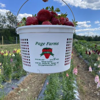 Page Farms - Fruits & Veggies Near Me - Raleigh, North Carolina Page Farms - Fruits & Veggies Near Me - Raleigh, North Carolina