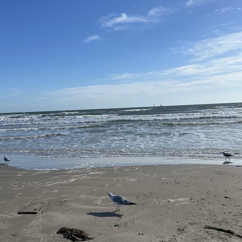 Mustang Beach - Beaches Near Me - Corpus Christi, Texas Mustang Beach - Beaches Near Me - Corpus Christi, Texas