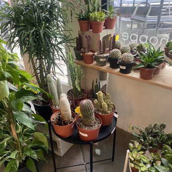 Plant Shoppe - Nurseries & Gardening Near Me - San Antonio, Texas Plant Shoppe - Nurseries & Gardening Near Me - San Antonio, Texas