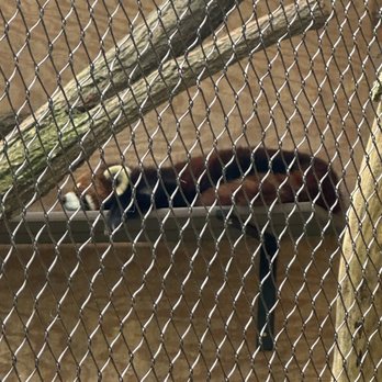 WNC Nature Center - Red panda - Zoos Near Me - Asheville, North Carolina WNC Nature Center - Red panda - Zoos Near Me - Asheville, North Carolina