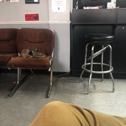 Cute little cat in lobby Cute little cat in lobby