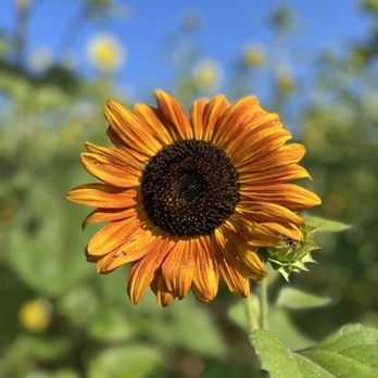 Stone View Farm - Pick Your Own Farms Near Me - Darlington, Maryland Stone View Farm - Pick Your Own Farms Near Me - Darlington, Maryland