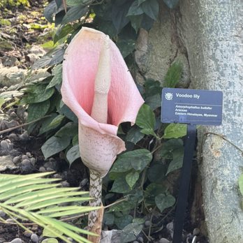 Missouri Botanical Garden - Weird flower - Botanical Gardens Near Me - Saint Louis, Missouri
