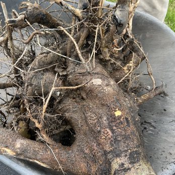 Village Garden Store - With a root ball like this, the tree never had a chance of surviving. - Nurseries & Gardening Near Me - Mendon, New York Village Garden Store - With a root ball like this, the tree never had a chance of surviving. - Nurseries & Gardening Near Me - Mendon, New York