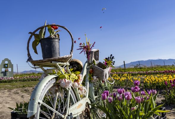 Tulip Valley Farms by null