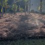 The Pine Needle Man
