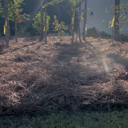 The Pine Needle Man - Long leaf pine needle installation