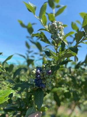 Terhune Orchards by null