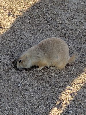 Sage Creek Campground by null