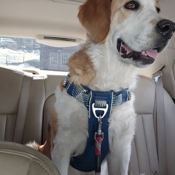 Puppies Plaza - TINSEL in my my car. - Pet Sitting Near Me - Carson City, Nevada Puppies Plaza - TINSEL in my my car. - Pet Sitting Near Me - Carson City, Nevada