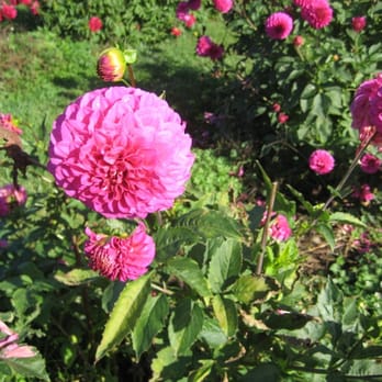 Davis Family Farm - dalias :) - Nurseries & Gardening Near Me - Corvallis, Oregon Davis Family Farm - dalias :) - Nurseries & Gardening Near Me - Corvallis, Oregon