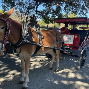 Royal Carriages - Historical Tours Near Me - New Orleans, Louisiana Royal Carriages - Historical Tours Near Me - New Orleans, Louisiana
