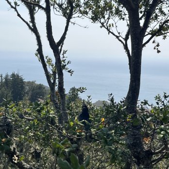 Nepenthe - Blue jay - New American Near Me - Big Sur, California Nepenthe - Blue jay - New American Near Me - Big Sur, California