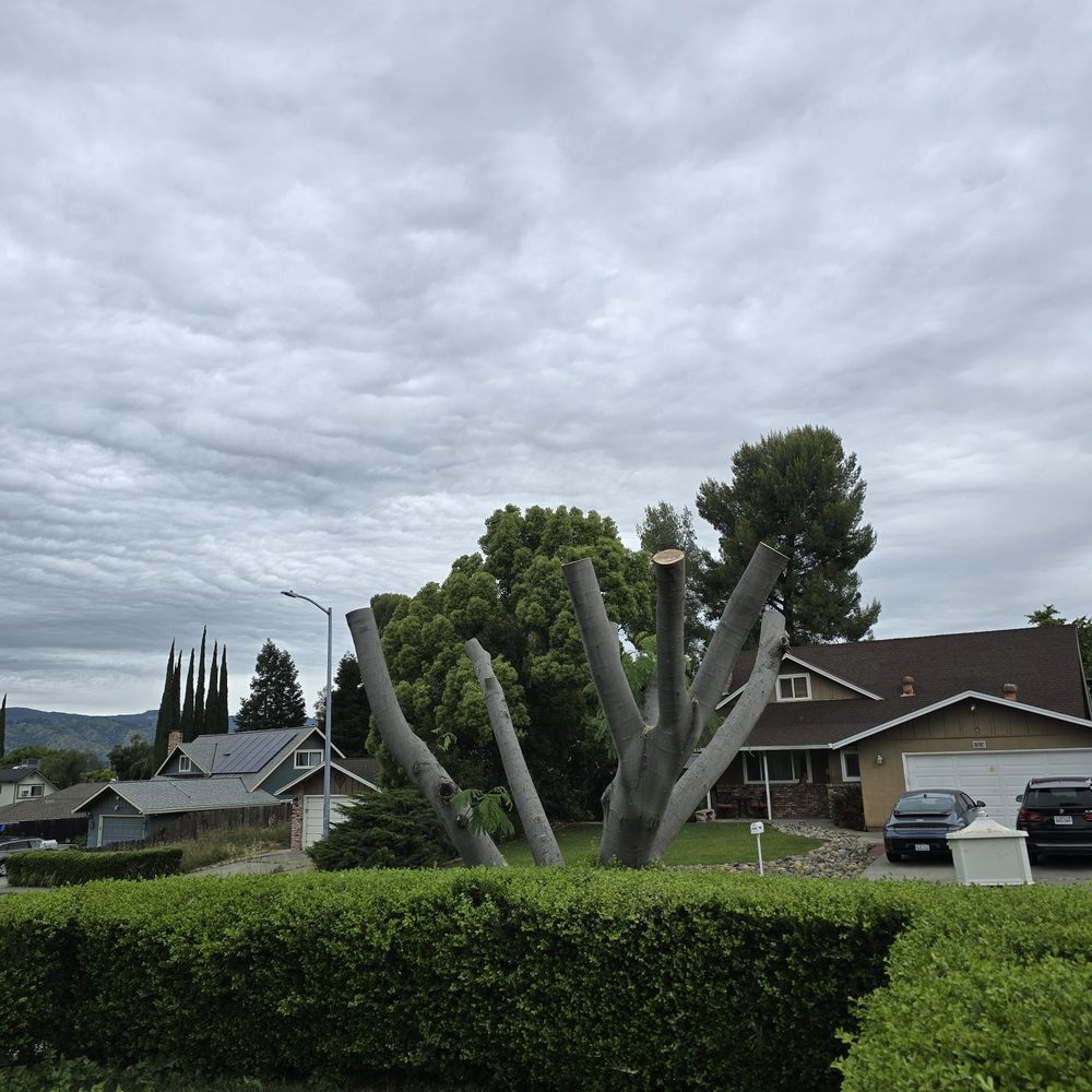 Bay Area Tree Pro - Tree Services Near Me Bay Area Tree Pro - Tree Services Near Me