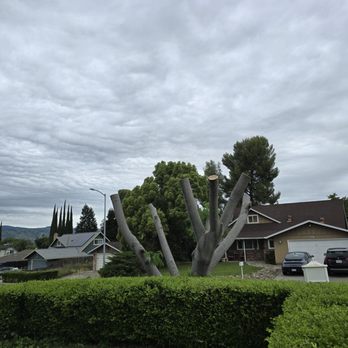 Bay Area Tree Pro - Tree Services Near Me