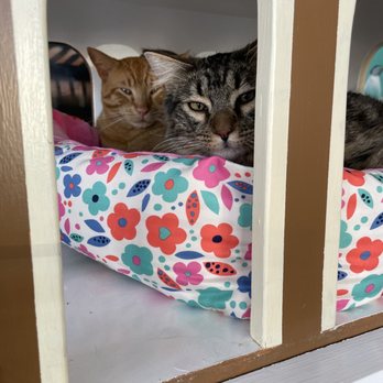 Cat Town - Animal Shelters Near Me - Oakland, California