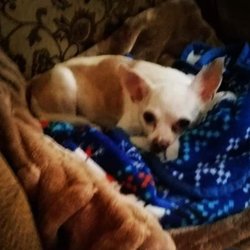 Central Bucks Animal Hospital - Rudy our loving and caring Alfa boy but a very good boy toll the end.