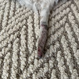 ows a dog laying on a carpet ows a dog laying on a carpet