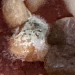 Dollar Tree - Mold Pizza From The Dollar Tree!!! Made Me So Sick