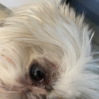 East Valley Veterinary Clinic - Veterinarians Near Me - Sun Valley, California