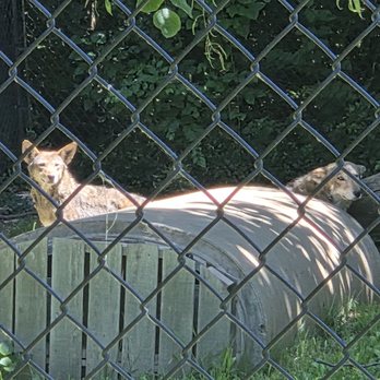 Henson Robinson Zoo - Red Wolves - Zoos Near Me - Springfield, Illinois Henson Robinson Zoo - Red Wolves - Zoos Near Me - Springfield, Illinois