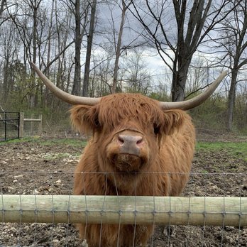 Standing Rock Farms - Highland Cows for families to feed and pet - Venues & Event Spaces Near Me - Madison, Ohio Standing Rock Farms - Highland Cows for families to feed and pet - Venues & Event Spaces Near Me - Madison, Ohio