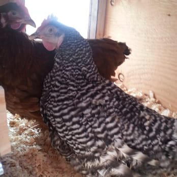 Wardle Feed & Pet Supply - my hens kicking it. - Pet Stores Near Me - Wheat Ridge, Colorado Wardle Feed & Pet Supply - my hens kicking it. - Pet Stores Near Me - Wheat Ridge, Colorado