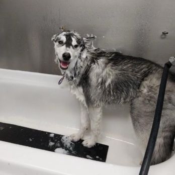 Double-C - Bath time - Pet Training Near Me - Klamath Falls, Oregon Double-C - Bath time - Pet Training Near Me - Klamath Falls, Oregon