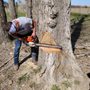 Photo of Lumber Jake's Tree service