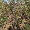 Pennings Orchard gift card