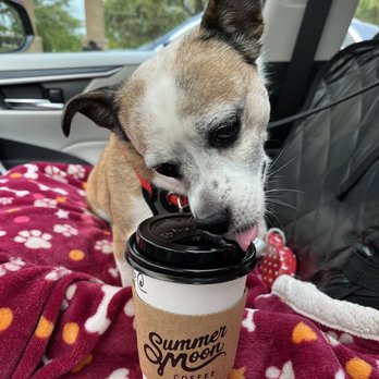 Summer Moon Coffee - Luna and her Summer Moon Latte! - Coffee & Tea Near Me - Frisco, Texas Summer Moon Coffee - Luna and her Summer Moon Latte! - Coffee & Tea Near Me - Frisco, Texas