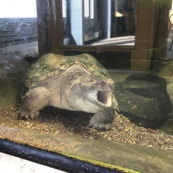 Great Lakes Aquarium - Turtle - Aquariums Near Me - Duluth, Minnesota