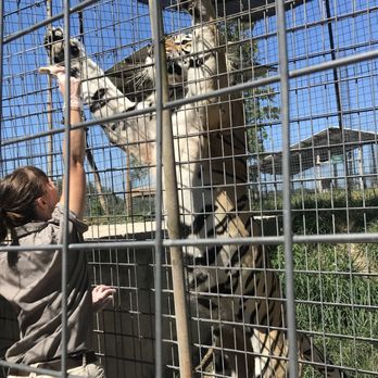 National Tiger Sanctuary - Community Service/Non-Profit Near Me - Saddlebrooke, Missouri