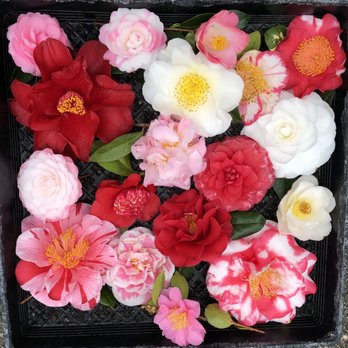 Nuccio's Nurseries - Some varieties - Nurseries & Gardening Near Me - Altadena, California
